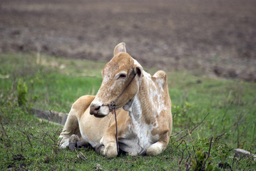 African cattle, Zanzibar, Tanzania
