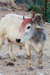 Świątynia małp w Galcie, Indie © marsyk