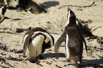 Fototapeta premium PINGUINO AFRICANO