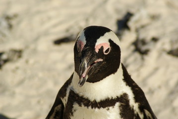 PINGUINO AFRICANO