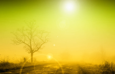 Misty sunrise with lonely tree in fog