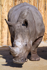 Fototapeta premium Rhinocéros blanc