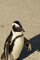 Naklejka premium PINGUINO AFRICANO