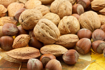 fruits secs d'automne : noix, noisettes et amandes