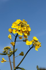 青空と菜の花