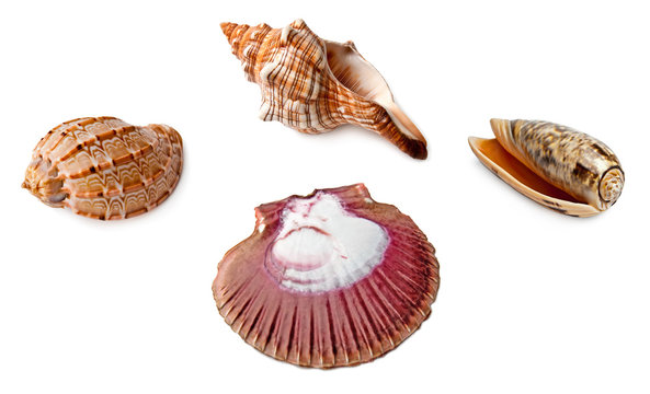 some isolated seashells