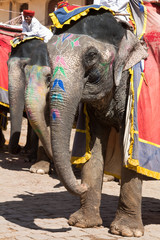 Kolorowy słoń, Fort Amber, Indie - obrazy, fototapety, plakaty