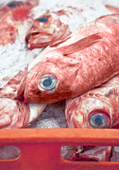 Fischauktion in Bremerhaven