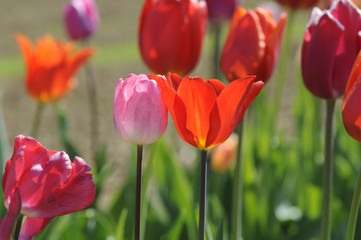Tulpen