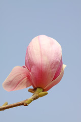 Fototapeta premium magnolia flower