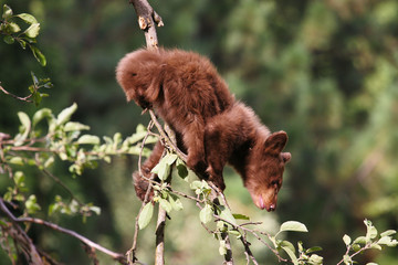 Junger Bär klettert im Baum