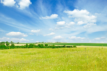 Fototapeta premium spring field