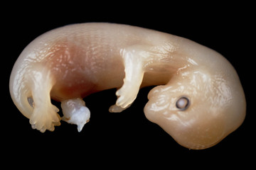 mink embryo