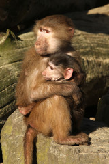 Two little baboons holding each other