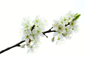 Blüte einer Kirschpflaume (Prunus cerasifera)