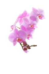 Fototapeta premium Pink orchid with drop of dew on white