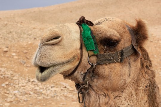 Camel in the Desert / ISRAEL