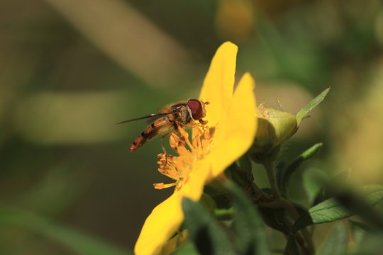 hoverfly Syrphe syrphidae