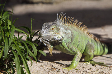 Grüner Leguan