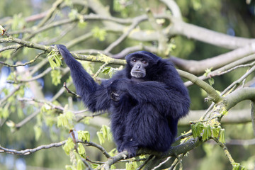Siamang