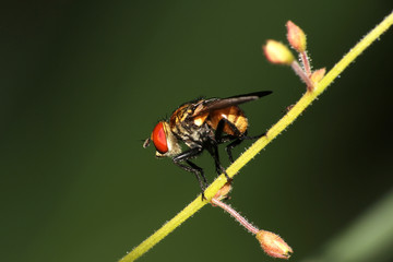 Fly, insect, macro, nature, plant, bug, green, picture, red eye, tiny, botanic