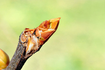 Spring lilac flower bud