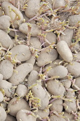 Angekeimte Saatkartoffeln