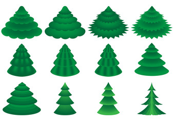 Fototapeta premium collection of various conifers on white
