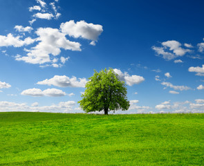 Fototapeta na wymiar Summer tree on green field