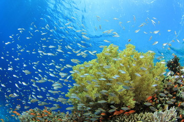 Fototapeta na wymiar Shoal of Damselfish and Soft Corals