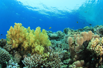 Fototapeta na wymiar Rafy koralowej