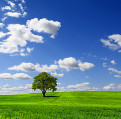 Green spring landscape