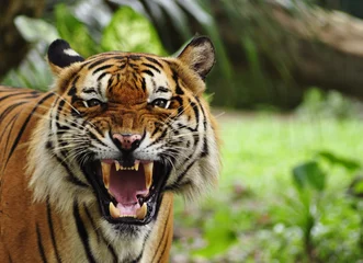 Zelfklevend Fotobehang Close up of a roaring tiger © enciktat