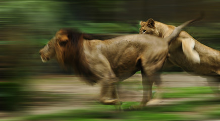 The slow motion of the running lions in forest