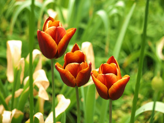 Drei Tulpen