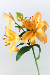 Fototapeta premium Lily