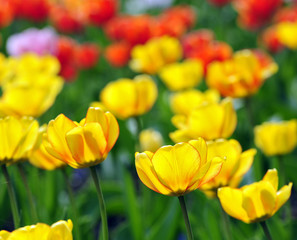 Obraz premium tulpen