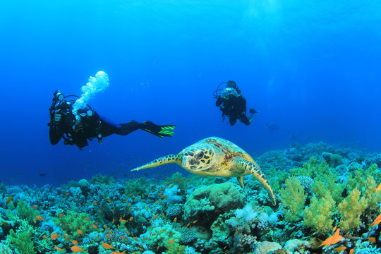 Underwater photographers and Hawksbill Sea Turtle