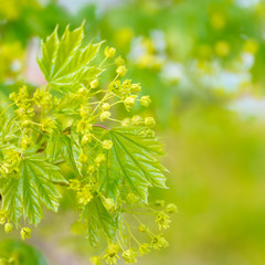 Spring maple leaves close up