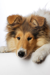 animal, collie, dog, looking, portrait, young