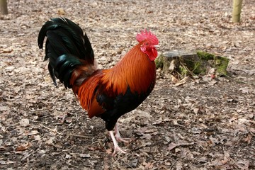 Rooster