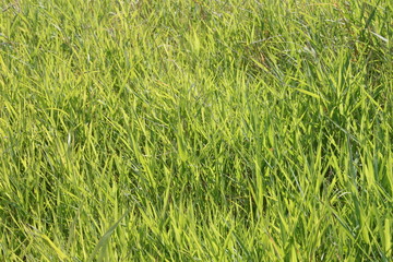 Spring Grass background