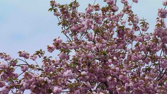 cerisier &agrave; fleurs