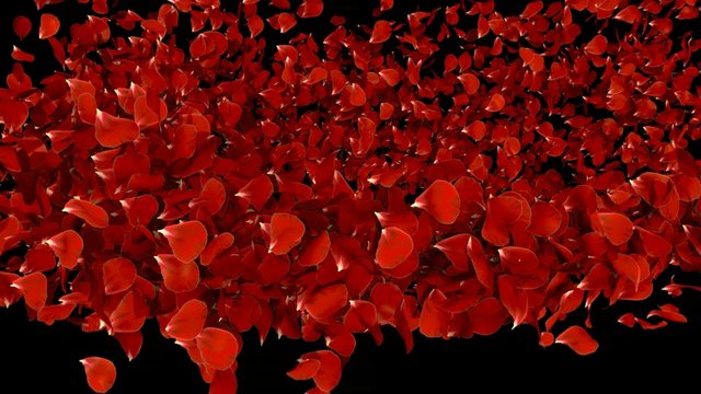 petal trail