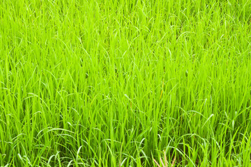 green young rice in paddy field,North East,Thailand