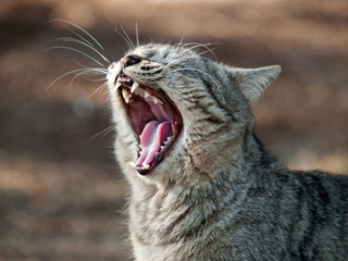 あくびする猫