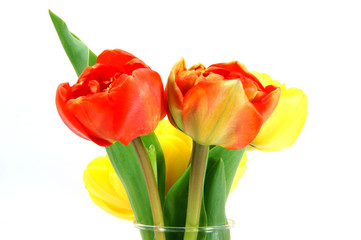 Tulpen beim erblühen