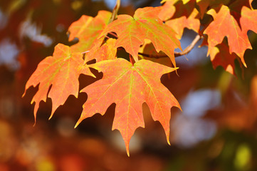 Naklejka na ściany i meble Colorful Maple Leaves