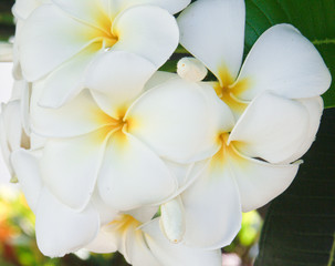 fleurs blanches de frangipanier, plumeria alba