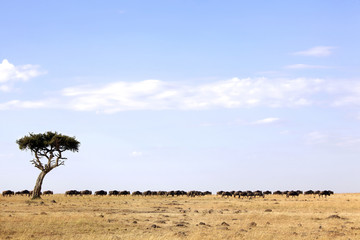 Masai Mara Wildebeest Migration